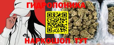 jwh Бийск