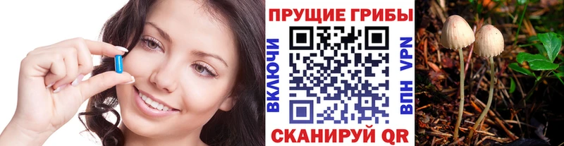 omg ТОР Борисоглебск Псилоцибиновые грибы Psilocybine cubensis